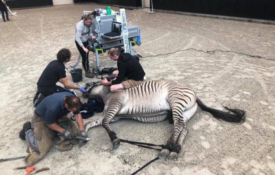 18 Zásuvkový systém pro veterináře.jpg