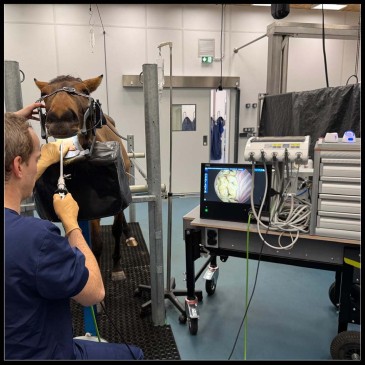04 Mobile solutions for equine dentists.jpg