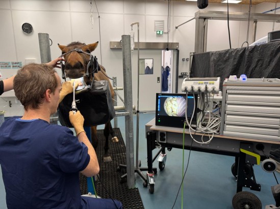 00 Mobile solutions for equine dentists.jpg